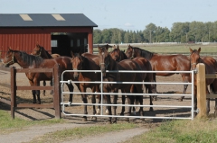 Sista gången tillsammans med hela gänget för 2-åringarna. Foto; A.Lindblom/Travkompaniet